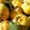 gutui