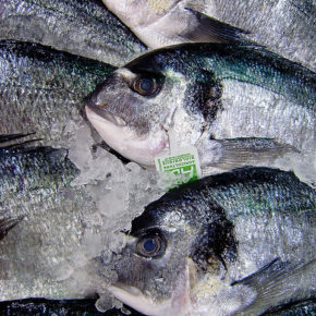 Pește și fructe de mare pentru o minte sănătoasă într-un corp sănătos