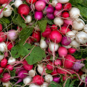 Ridichile - un concentrat de vitamine pentru copii