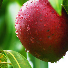 Mango, regele fructelor exotice