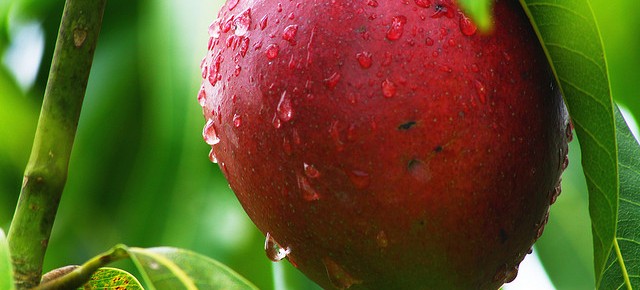 Mango, regele fructelor exotice