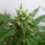 Canepa, planta minune