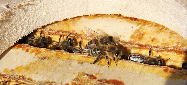 Propolis, un veritabil antibiotic natural