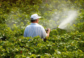 Pericolele ascunse în fructe și legume
