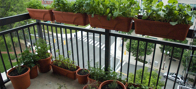 Grădina din balcon