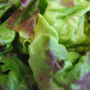 salata crocantă de vară