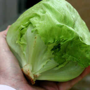 salata iceberg
