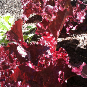 salata lolla rosa